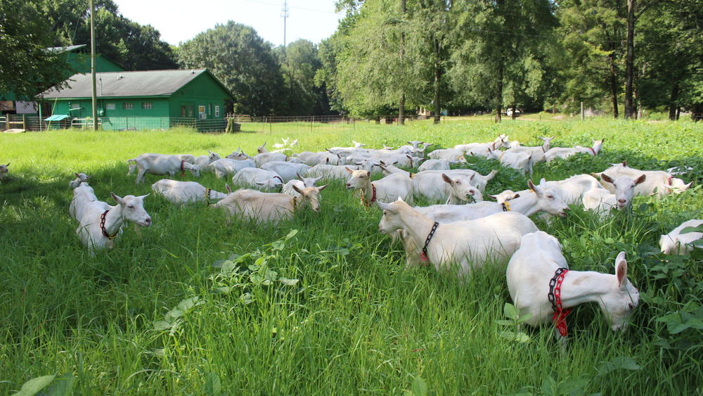 Goats at Decimal Place Farm