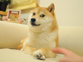 The photo of Kabosu, a Shiba inu dog, that led to the original doge meme. Photo by Atsuko Sato, retrieved from https://kabosu112.exblog.jp/