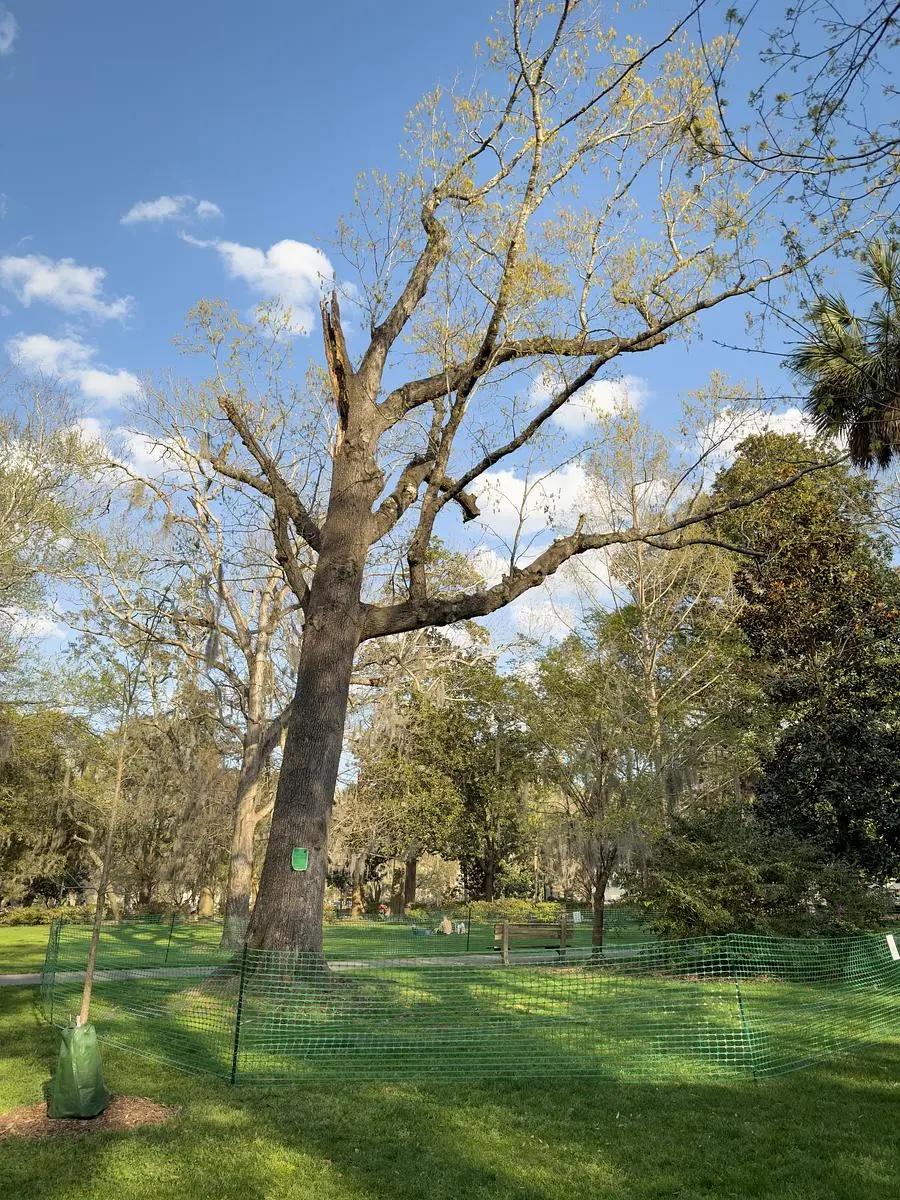 A southern red oak in Forsyth Park, scheduled for removal, is the home to two barred owls.  Credit: Justin Taylor/The Current