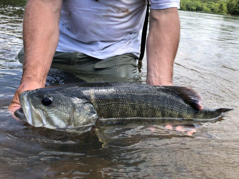 There’s also the shoal bass, Georgia’s official state riverine sport fish. Contributed by Flint Riverkeeper