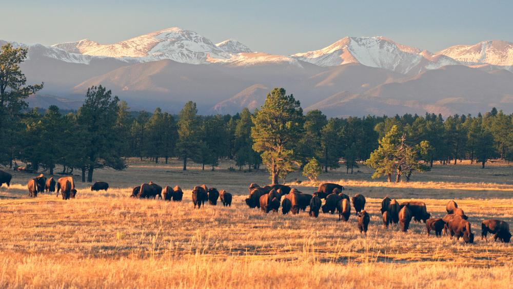 Bison in a field in Vermejo, New Mexico