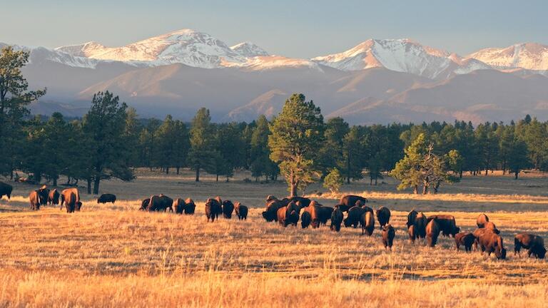 A prairie with snow-capped mountains in the background.