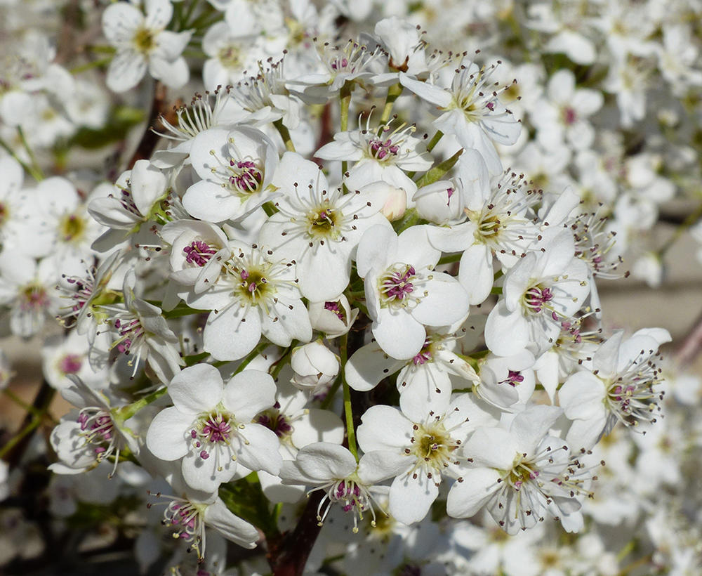 The tiny white blooms on a Bradford Pear 