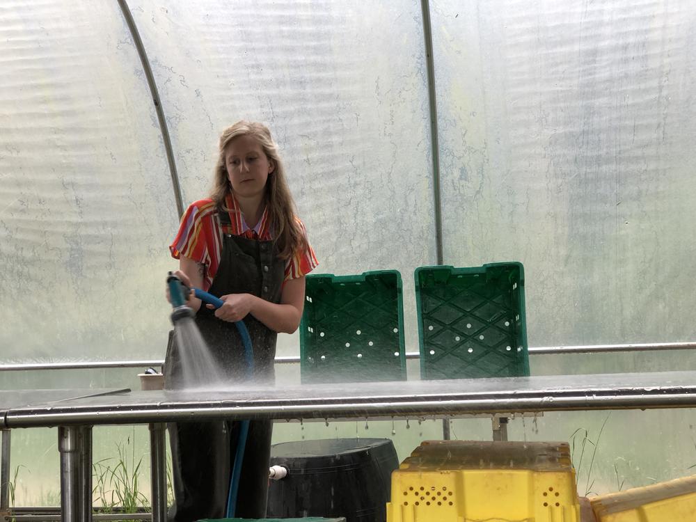 Lily Dabbs sanitizes the table before washing a recent harvest for the UGAden Club.