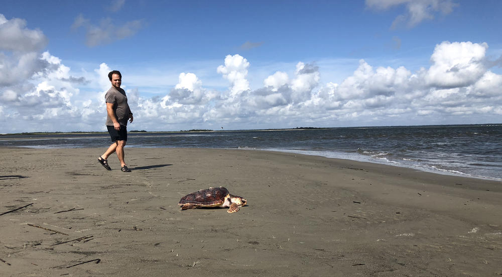 Devin Dumont watches Lefty experience the beach for the first time since it was a hatchling. Scientists cannot tell whether the turtles are male or female, hence the use of the term 