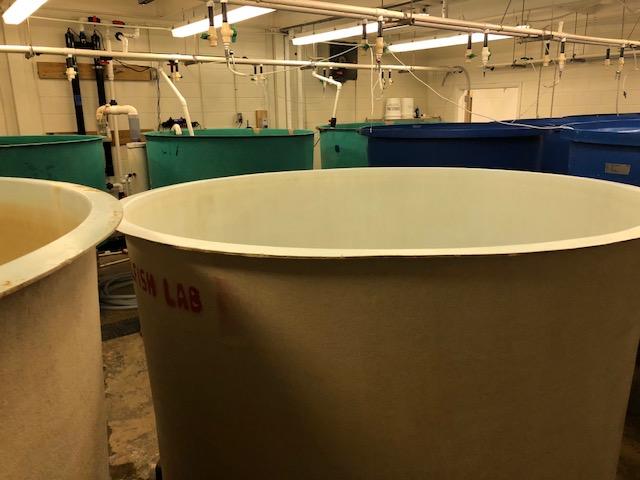 Tubs where oyster seed are grown