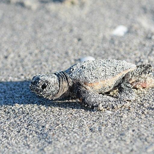 The National Park Service is working on a plan to protect sea turtles and other species from predators like raccoons and coyotes.
