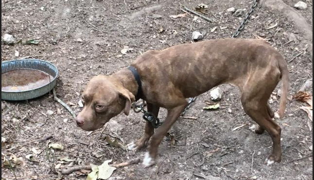 A dog found chained on Polk County property in August 2017 led to the conviction of Devecio Rowland on 214 counts of dog fighting and animal cruelty.