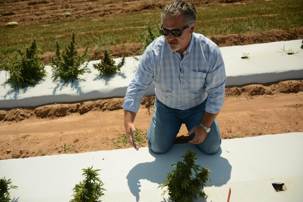 Rob Lee with Georgia Xtracts examines the plants that UGA has in the ground. He points out a few that are doing well. 