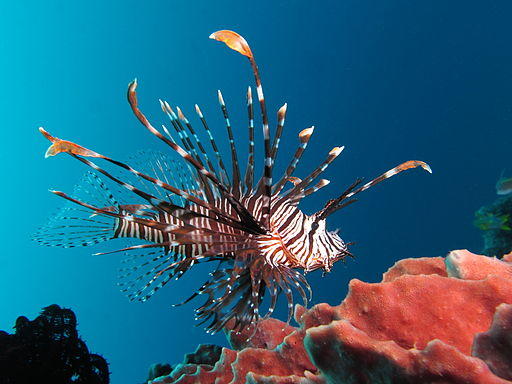 The exotic and invasive lionfish is on the menu at A Fishy Affair, benfitting the Gray's Reef National Marine Sanctuay Foundation