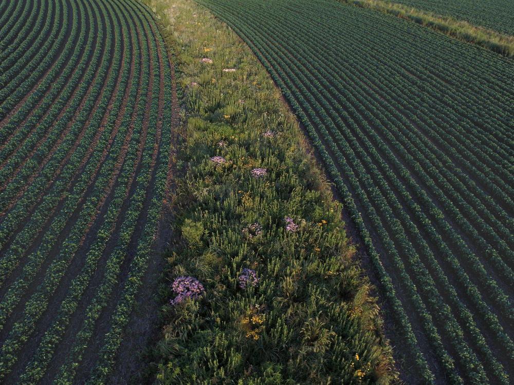 Prairie strips in fields of corn or soybeans can protect the soil and allow wildlife to flourish. This strip was established in a field near Traer, Iowa, in 2015.
