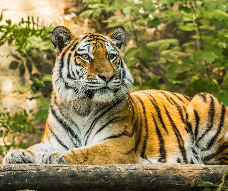 Tiger At NYC’s Bronx Zoo Tests Positive For Coronavirus | Georgia ...