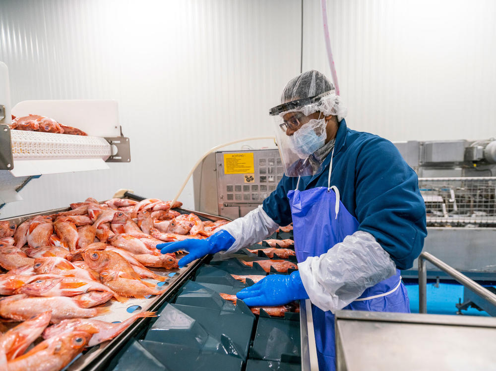 A fish-plant worker processes seafood at Blue Harvest Fisheries in New Bedford, Mass. Workers were provided face shields to prevent the spread of the coronavirus on the plant floor.<em> </em>