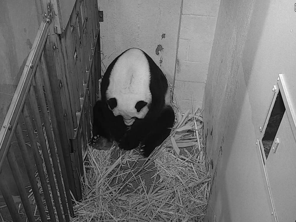 Giant panda Mei Xiang is seen after giving birth to a cub Friday at the National Zoo in Washington.