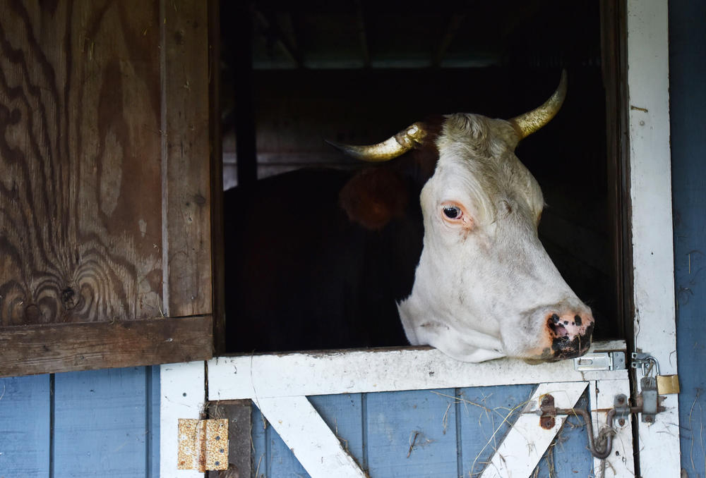 Maribel is the lone cow living at the Triple J Farm, for now. Daryl said they hope to start raising goats, at the request of their Caribbean customers, and even cows in the coming months.