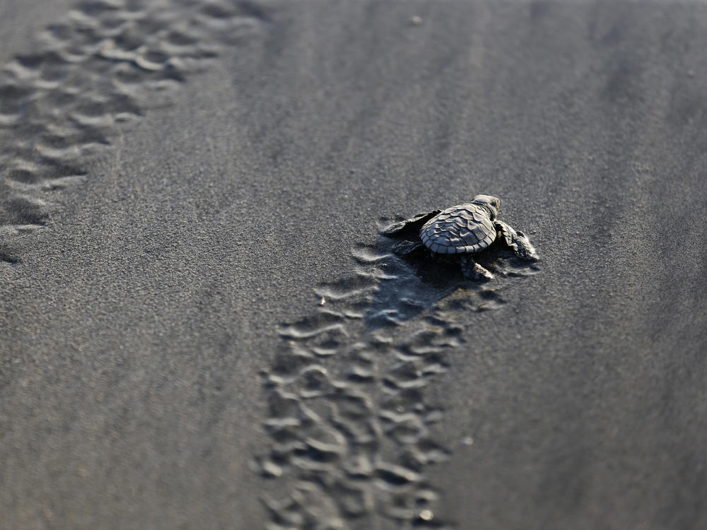 A baby turtle is released into the ocean in Bali, Indonesia, Tuesday, June 9, 2020, part of a  campaign to save the endangered Lekang sea turtles. (AP Photo/Firdia Lisnawati)
