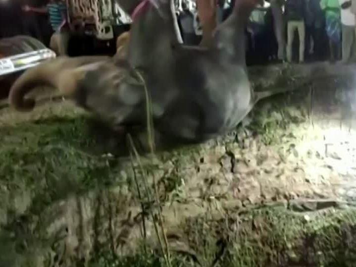 An elephant was rescued in southern India after falling into a well estimated at roughly 50-feet deep.
