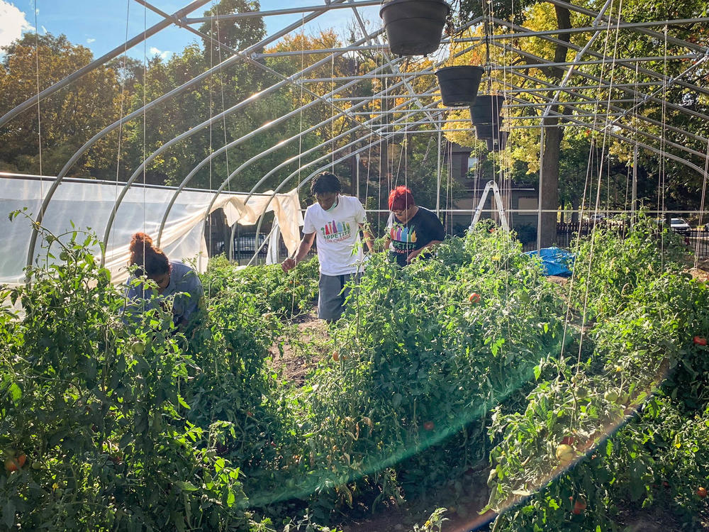 Appetite for Change teaches others to grow their own food in the absence of available healthy options in North Minneapolis. Throughout the pandemic they have also provided free produce to 300 local families.