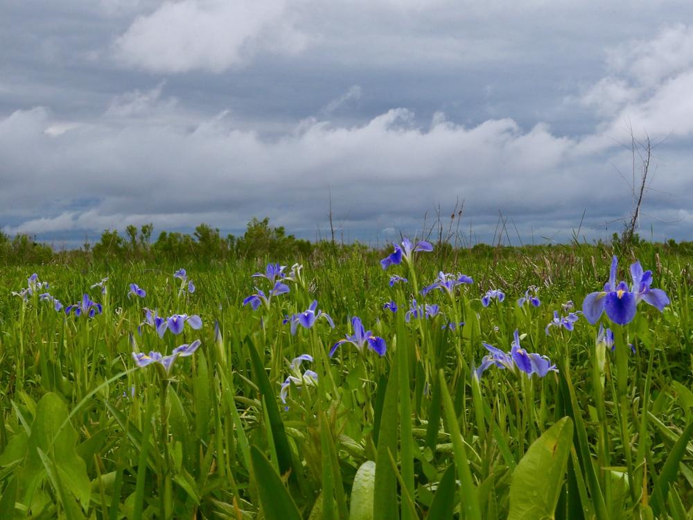 Fields of iris are seen around Alabama's Little Bateau Bay. The plants play an important role in the swamp ecosystem, helping to hold the mud in place.