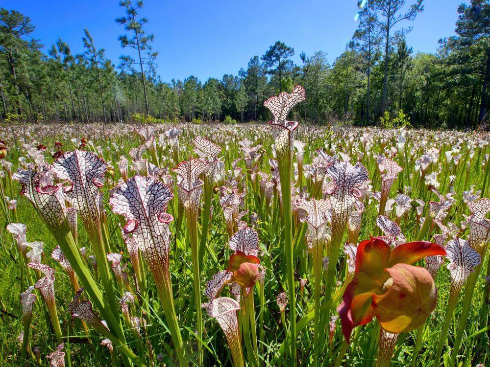 A field of pitcher plants are nestled in a bog within the Mobile-Tensaw Delta. Ben Raines calls pitcher plants 