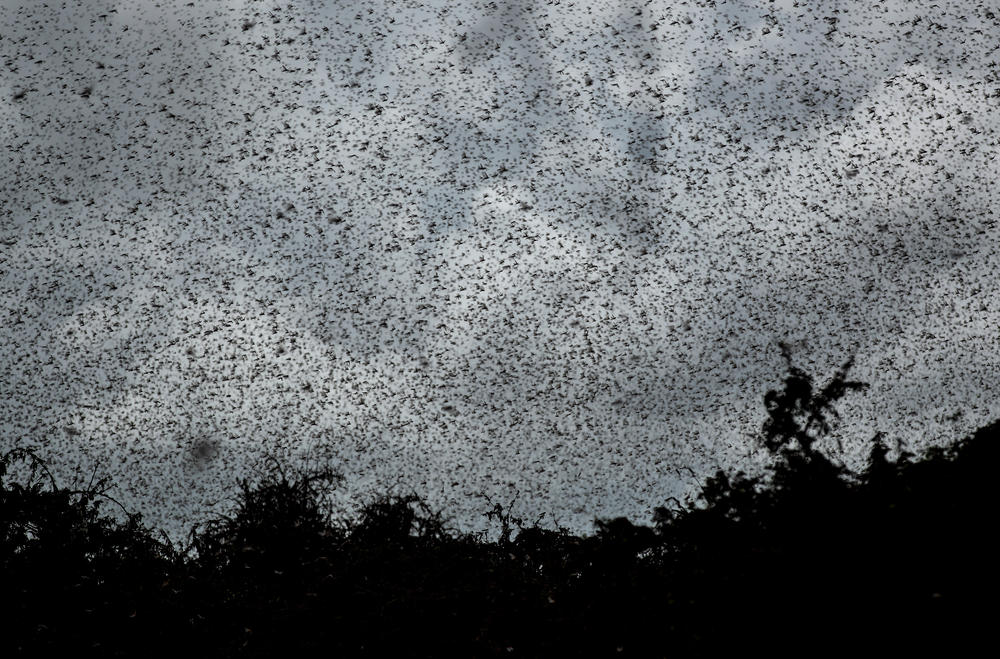 A swarm of desert locusts flies above trees in a Kenyan village. Hundreds of millions of the insects have arrived in Kenya, where they're destroying farmland.