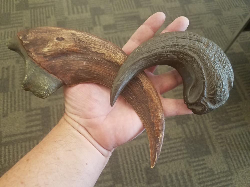 The Utahraptor claw, compared with a velociraptor claw.