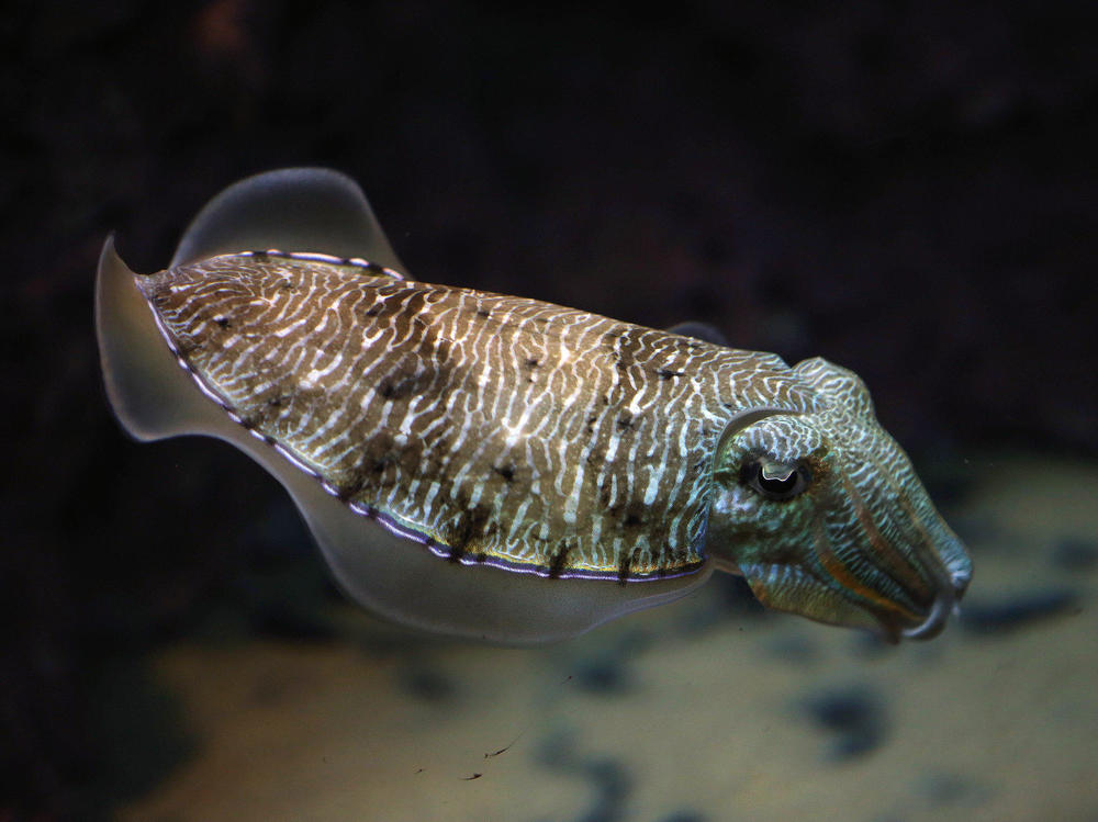 A cuttlefish swims in an aquarium at the Scientific Center of Kuwait in 2016. Cuttlefish showed impressive self-control in an adaptation of the classic 