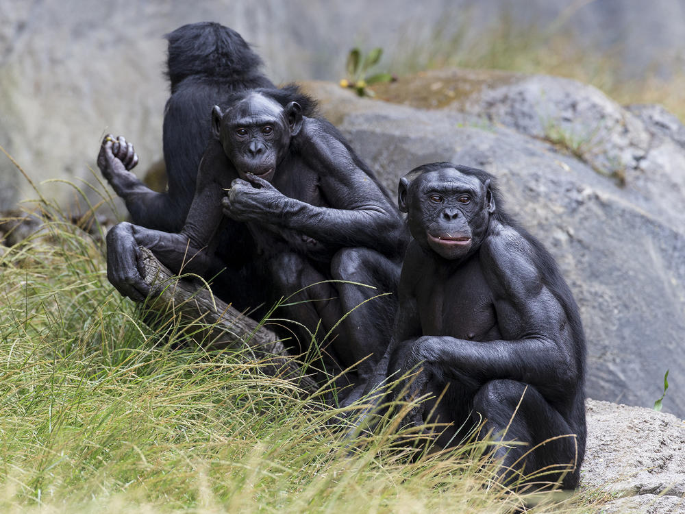 Five bonobos at the San Diego Zoo have been vaccinated against COVID-19.