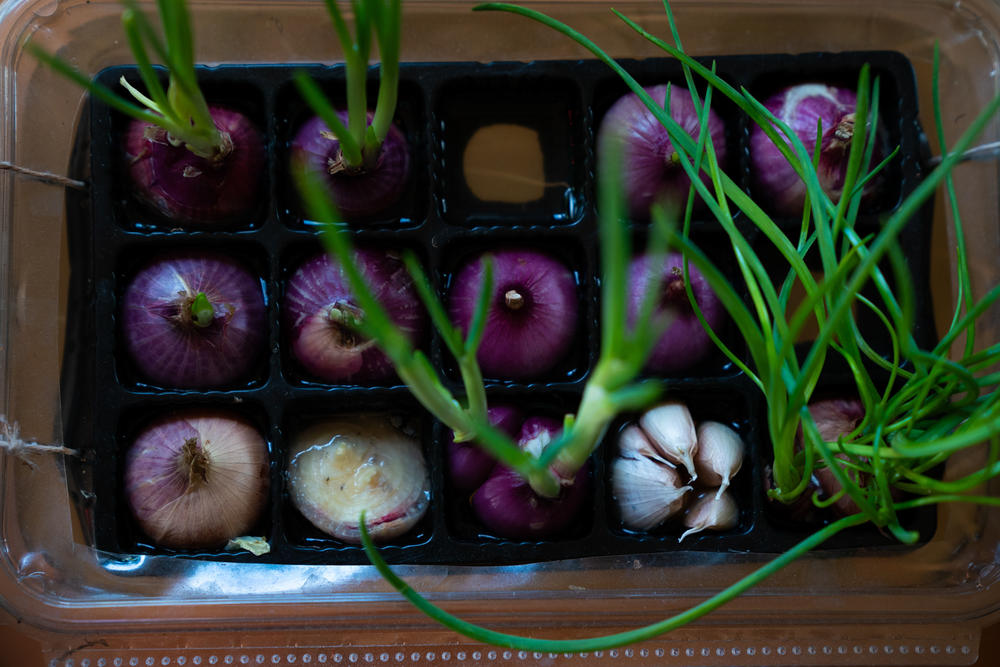 Liang likes to plant vegetables at home. She transformed a chocolate tray into an onion growing base.