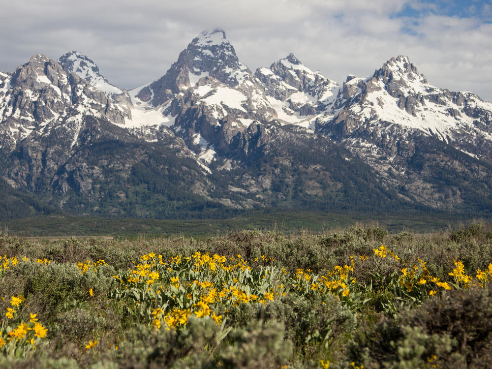 Yellowstone is located along the northern border of Grand Teton National Park. Visitors often visit both parks, traveling back and forth between the two, including 7.1 million visitors in 2020.