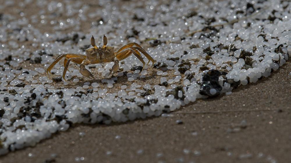 A crab roams on a beach polluted with plastic pellets that washed ashore from the ship. Scientists don't know the full effects of animals ingesting these types of plastics.