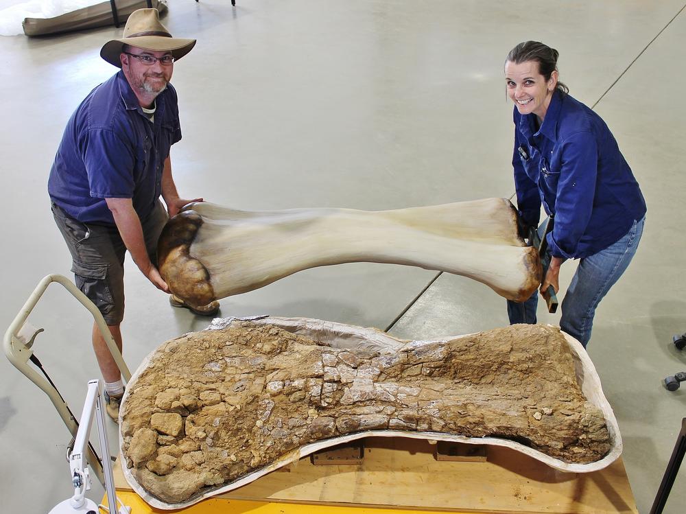 Scott Hocknull and Eromanga Natural History Museum Director Robyn Mackenzie hold a model of what the humerus of the dinosaur would have looked like next to the fossilized remains of the humerus.