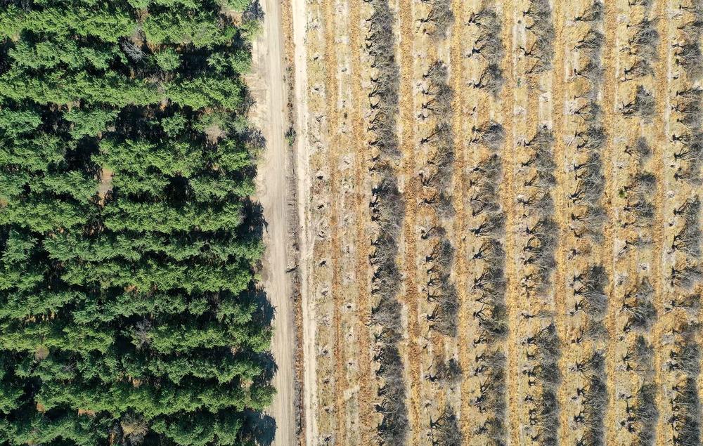 As farmers in California's Central Valley face drought restrictions, some are removing almond trees to reduce water use, especially in aging orchards.