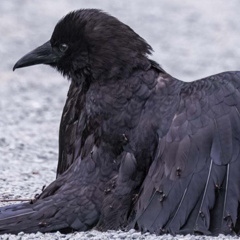 In this cropped version of Austin's photograph, ants are clearly visible on a crow he encountered in Canada's Swan Lake Christmas Hill Nature Sanctuary.