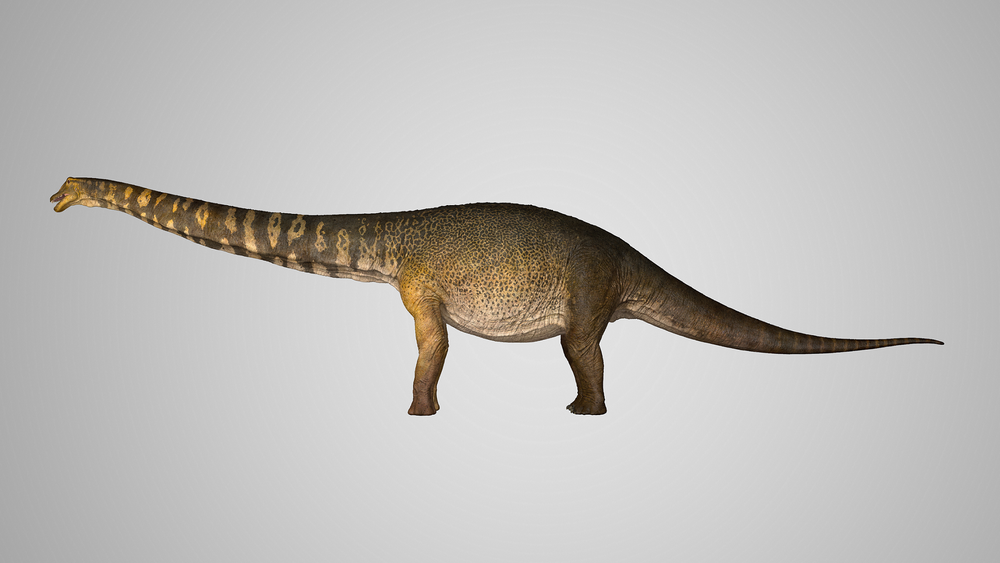 An illustration of what <em>Australotitan cooperensis </em>would have looked like. It was about 80 to 100 feet long and 16 to 21 feet tall.