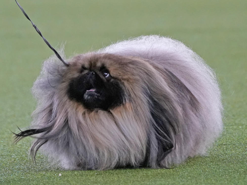 A Pekingese walks with its handler in the Best in Show at the Westminster Kennel Club dog show Sunday in Tarrytown, N.Y. The dog won the blue ribbon in Best in Show.