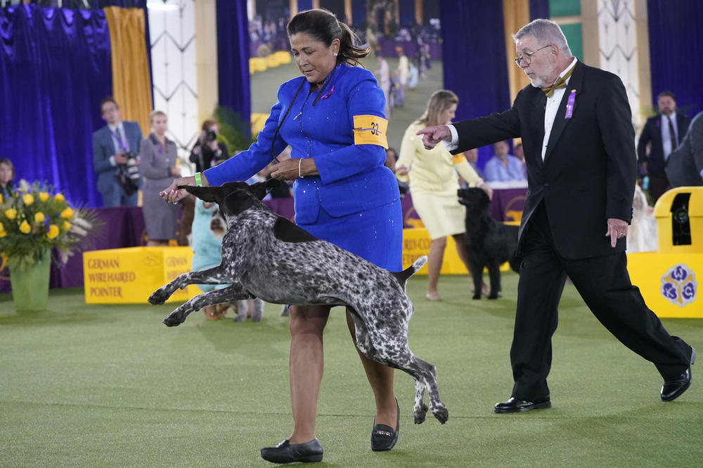 A handler gives her German short-haired pointer named Jade a treat after winning the Sporting category at the Westminster Kennel Club dog show.