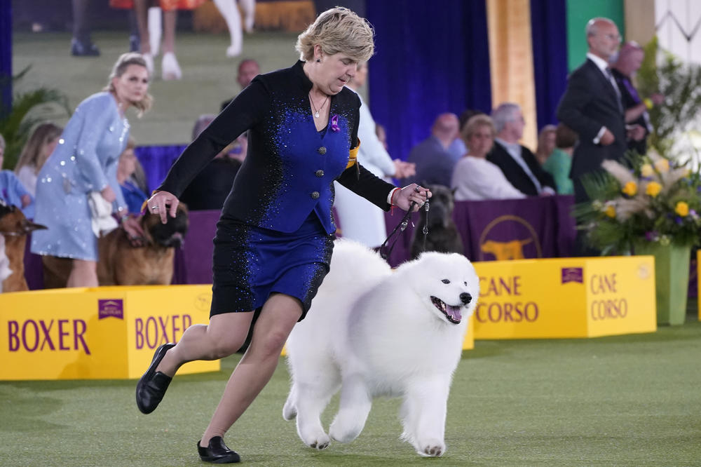 The handler of a Samoyed named Striker runs with her dog before the judges in the working group category at the Westminster Kennel Club dog show Sunday in Tarrytown, N.Y. The dog won best in category.