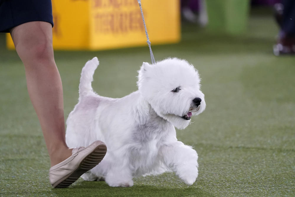 A West Highland white terrier named Boy trots with its handler during judging in the terrier group at the Westminster Kennel Club dog show. The dog won best in group.