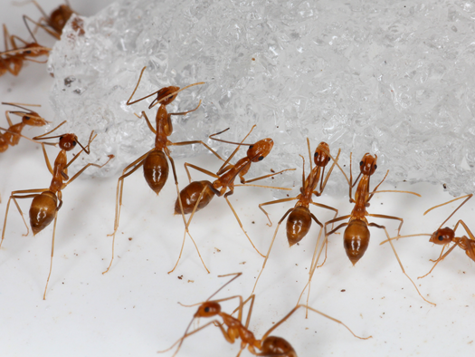 The yellow crazy ant was last spotted by Crazy Ant Strike Teams on the vital seabird nesting grounds in December 2017, but it was too soon to tell if they'd been fully extinguished because their colonies are found underground.