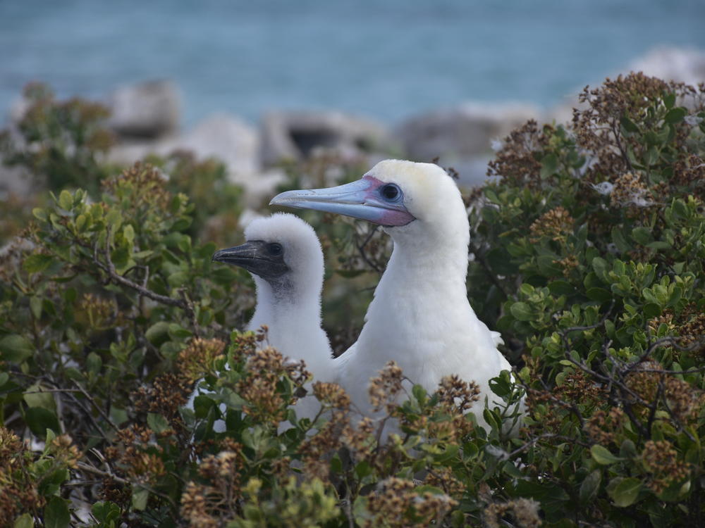 A red-footed booby and their chick peak out from their nest on Sand Island of Johnston Atoll National Wildlife Refuge, May 28.