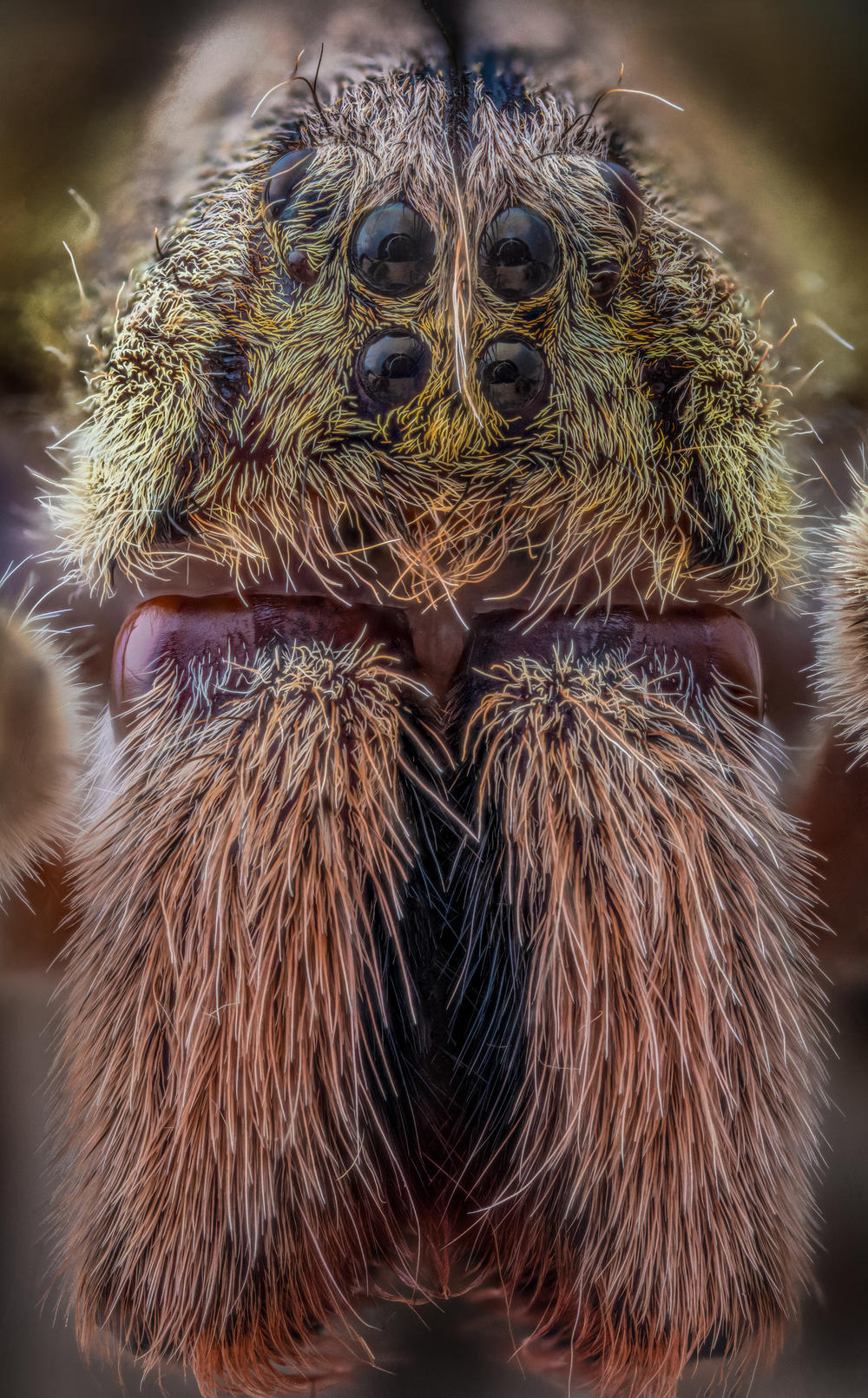 Banana Spider, <em>Phoneutria</em>