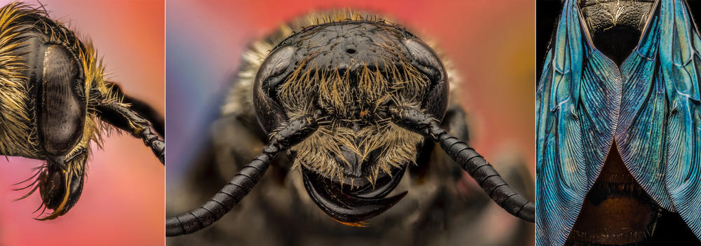 Digger Wasp, <em>Sphecidae</em>