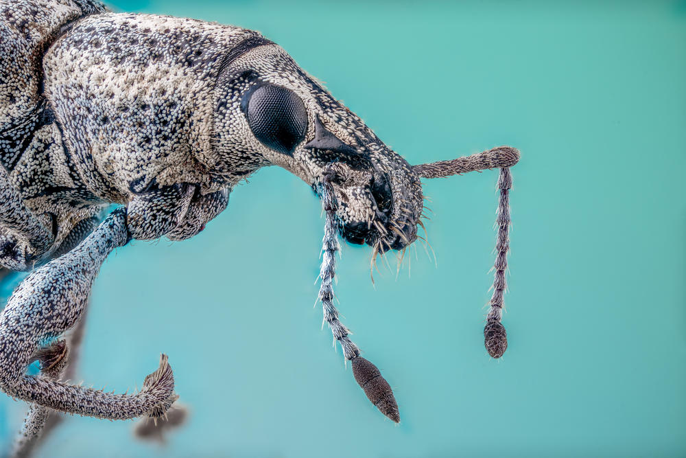 Snout Beetle, <em>Curculionidae</em>