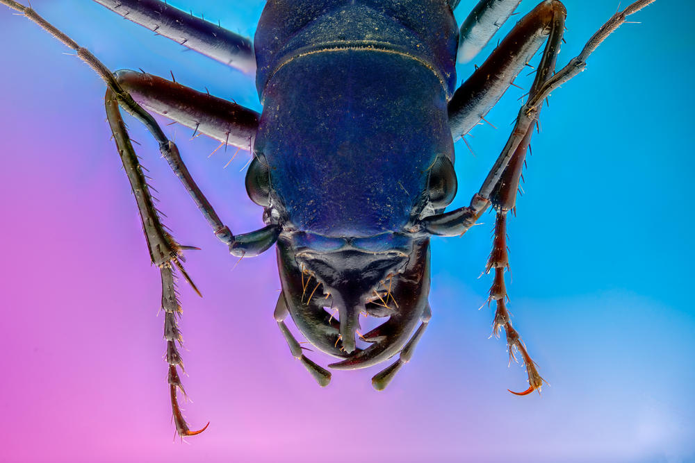Central American Tiger Beetle, <em>Pseudoxycheila</em>
