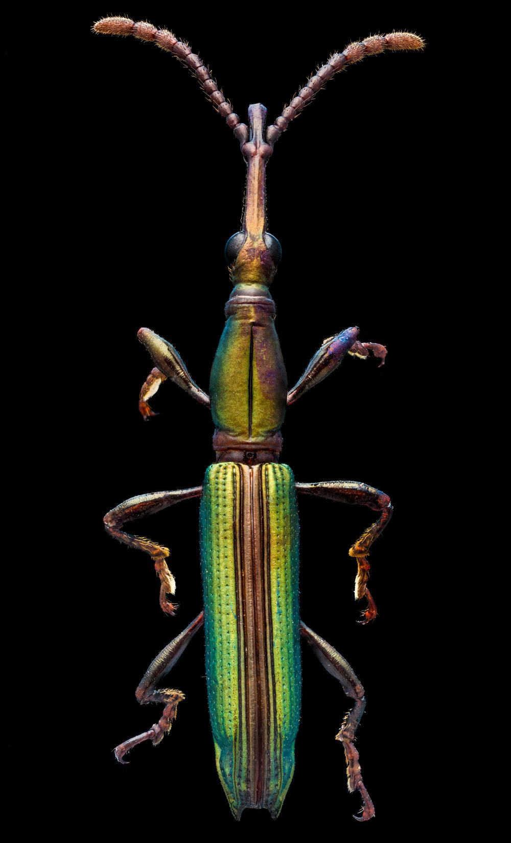 Straight-snouted Weevil, <em>Brentidae</em>