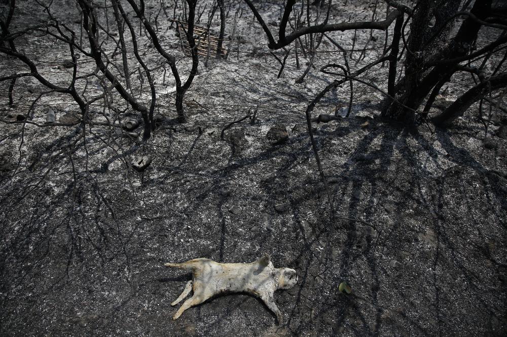 An animal lies dead after a wildfire in Varibobi area, northern Athens, Thursday, Aug. 5, 2021. Forest fires fueled by a protracted heat wave in Greece raged into Thursday, forcing the evacuation of dozens of villages as firefighters managed to prevent the flames from reaching the archaeological site at the birthplace of the ancient Olympics.
