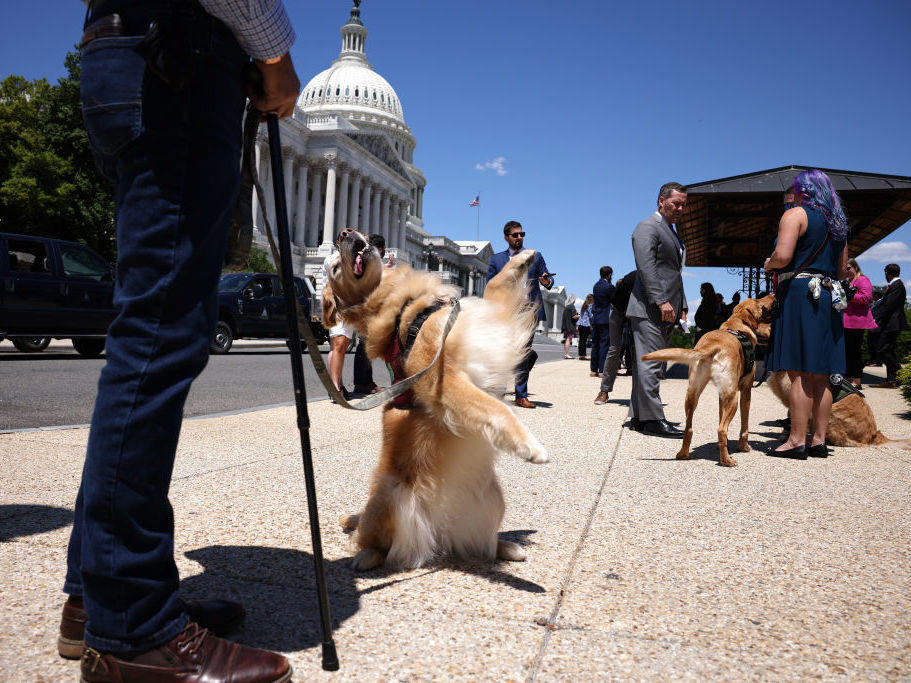 Morgan, a military service dog, stands on her hind legs for her handler before a news conference for HR 1448, Puppies Assisting Wounded Service Members (PAWS) for Veterans Therapy Act outside the U.S. Capitol on May 13.