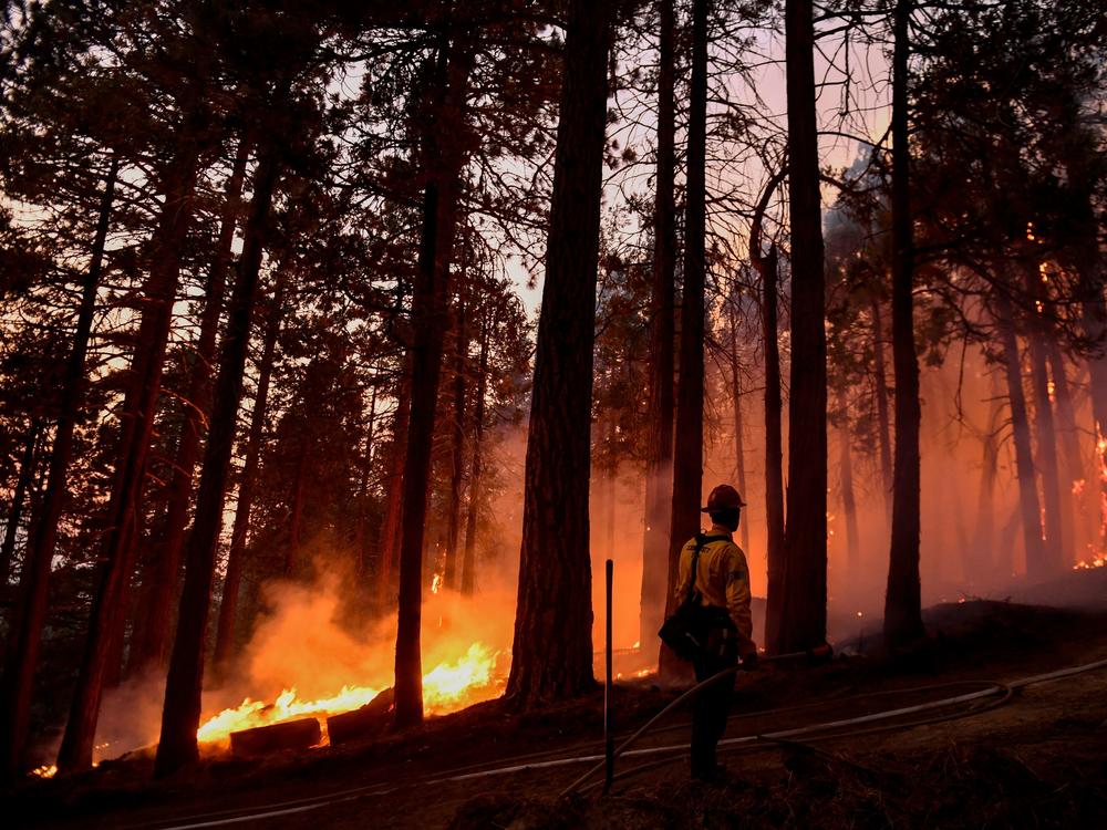 A Kern County firefighter keeps an eye on a burning tree as fire burns closer to homes during the French Fire in the Sequoia National Forest near Wofford Heights, Calif., this month.