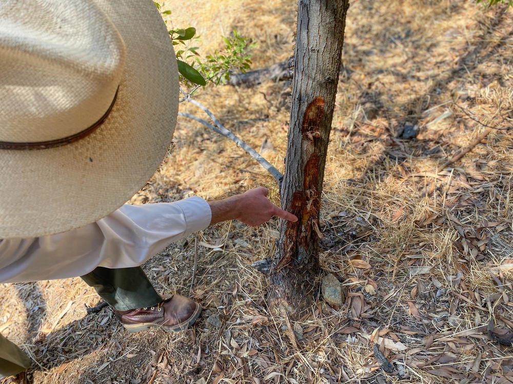 Lacan points to cuttings in this acacia trunk made by researchers from UC Berkeley. They were looking for the source of the cankers on the tree. A canker is 